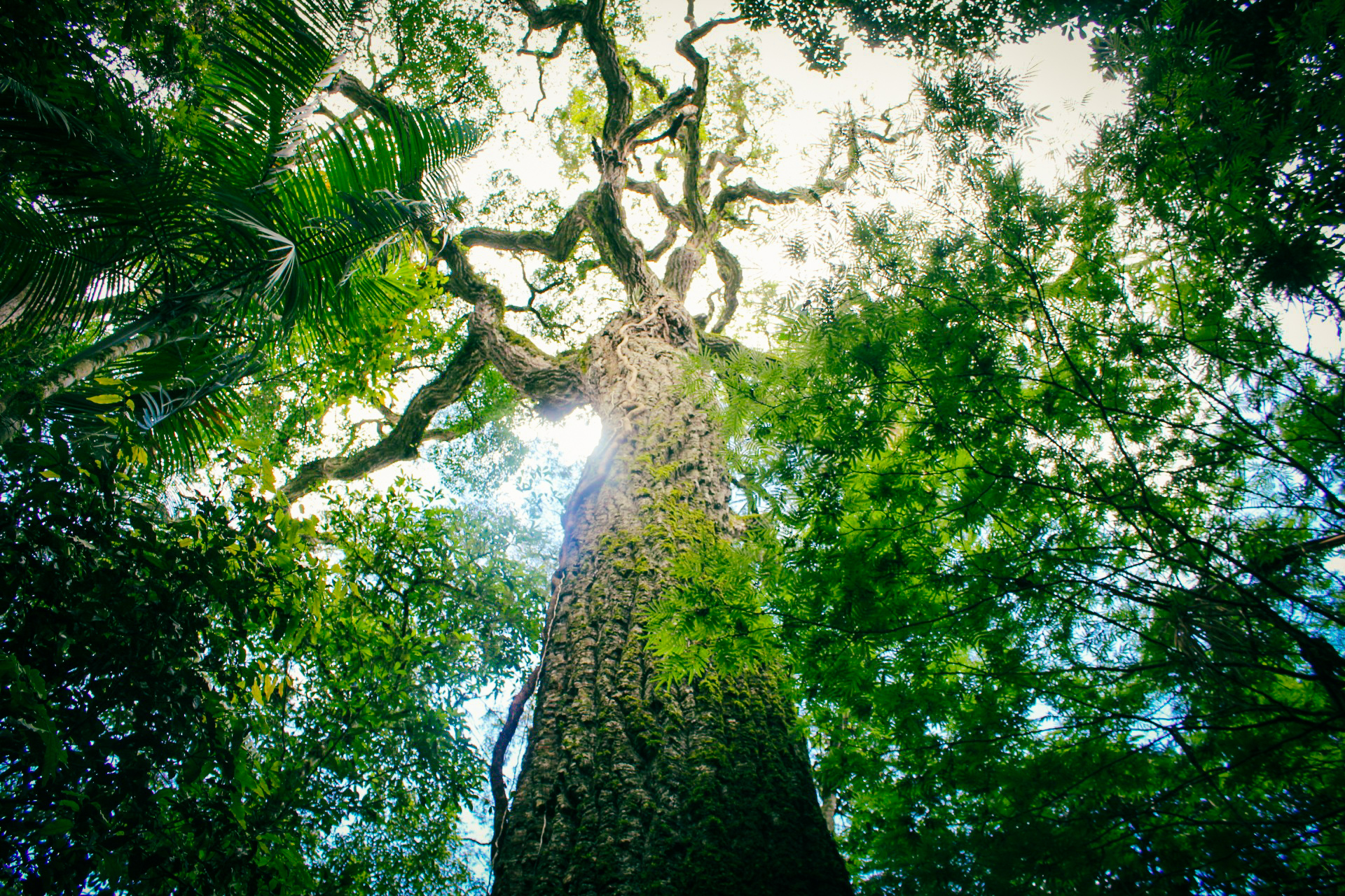 Arauco uno de los gigantes forestales adhirió al programa de créditos