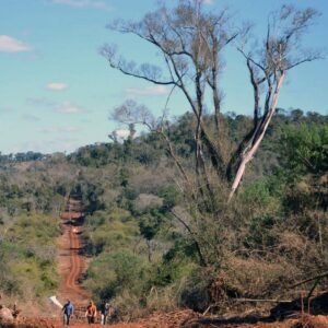 La tierra en juego: el Senado define el volumen de extranjerización