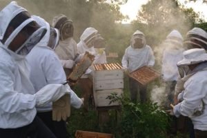 Blindaje de origen y valor agregado: implementan nuevo protocolo para la miel fraccionada