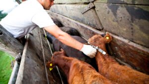 Comienza la segunda campaña anual de vacunación contra la fiebre aftosa y la brucelosis bovina