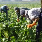 Capital Humano homologó la primera paritaria rural bajo la reforma laboral