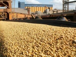 El agro argentino marca un récord exportador y abre una nueva ventana para el maíz