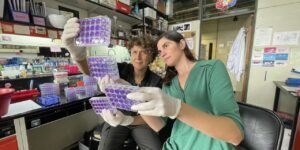 Científicos argentinos descubrieron que el dengue, el Zika y la fiebre amarilla comparten el mecanismo de replicación