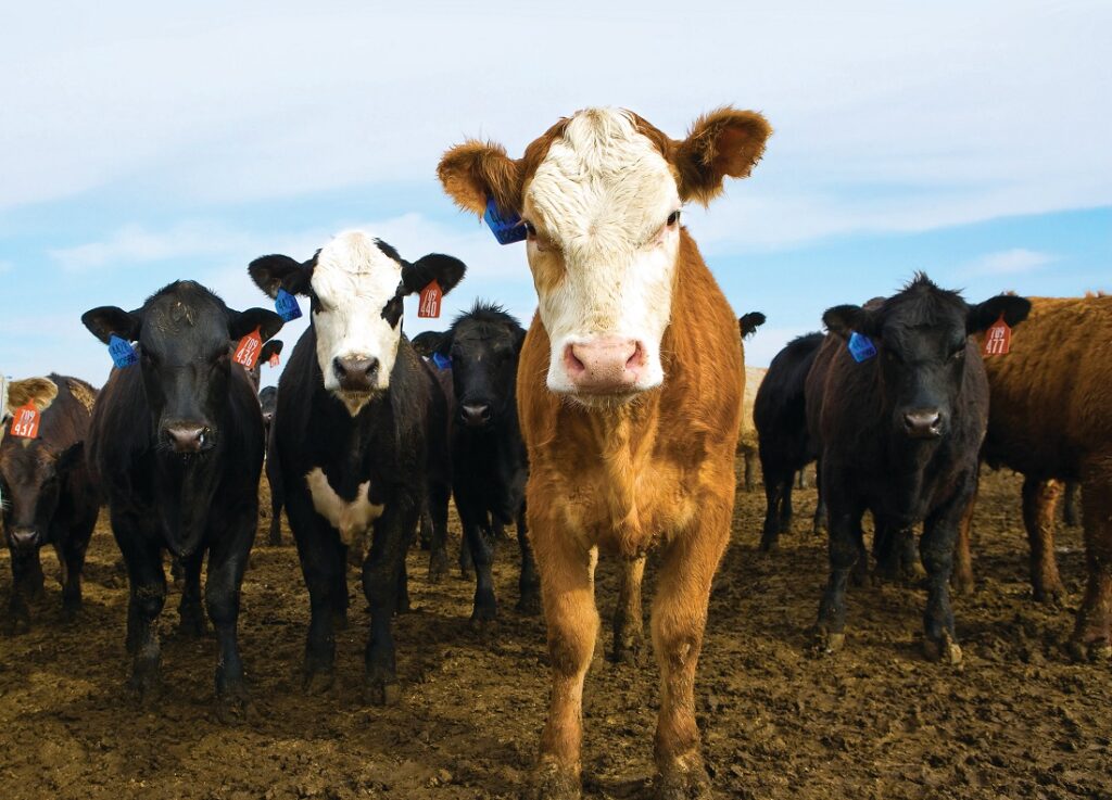 Los tres pilares de una nutrición animal rentable y eficiente información mediciones y saber