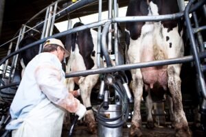 Actualizan las reglas para la leche UHT: la nueva norma del Mercosur impacta en la industria láctea