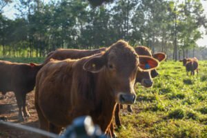 Ganadería: el mercado busca precios de equilibrio tras la suba y expone límites del consumo y la exportación