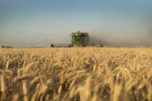 Todavía resta vender el 30% de la cosecha de trigo y el Mar Negro sostiene los precios