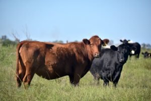 La faena cae por decimotercer mes consecutivo y se anticipa un cambio de ciclo en la ganadería