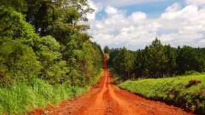 Día Nacional de la Conservación del Suelo: protegerlos es asegurar alimentos, biodiversidad y futuro