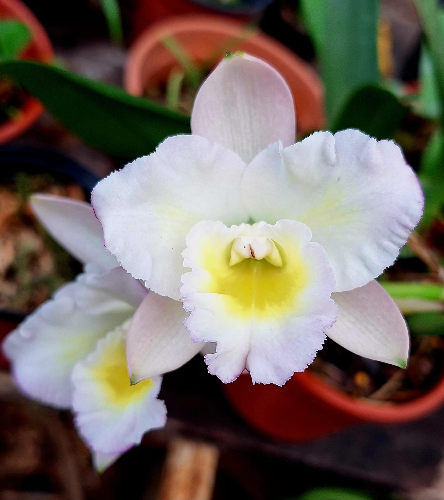 En homenaje a los inmigrantes, el Guardián de las Orquídeas registró un nuevo híbrido en Inglaterra