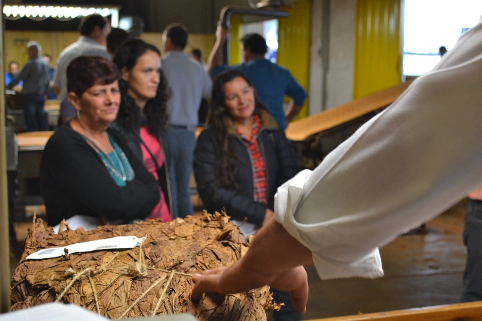 Comenzó el censo tabacalero 2024-2025 en Misiones