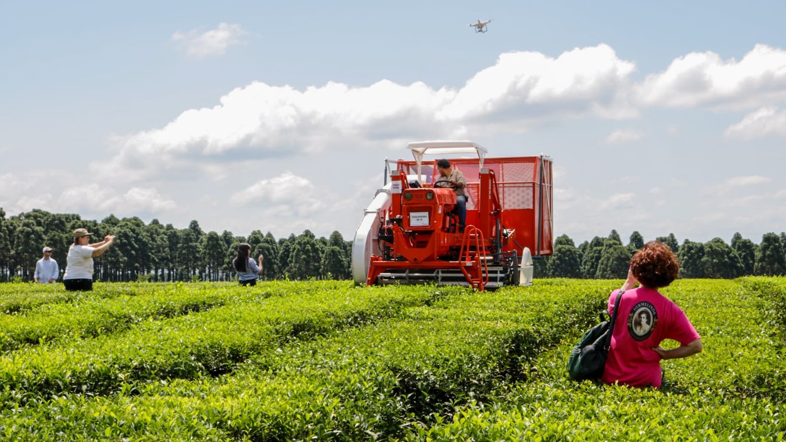 El té misionero se prepara para conquistar el mercado global