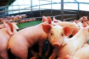 El cerdo gana terreno en la mesa argentina: el consumo creció 9% y desplaza a la carne vacuna