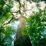 Misiones tendrá su Bono Verde: Nación acompañará la emisión tras certificar la conservación de la selva