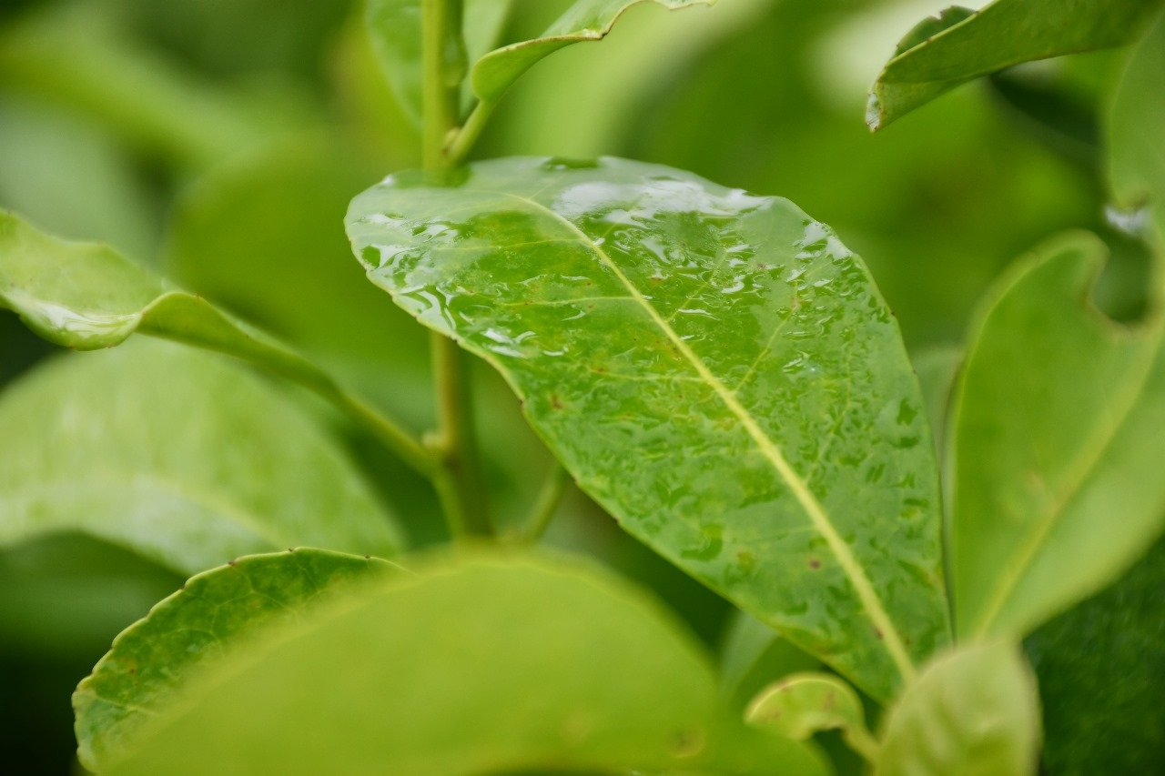 Agrometeorología: 2024 cierra con buenos promedios de lluvias y temperaturas