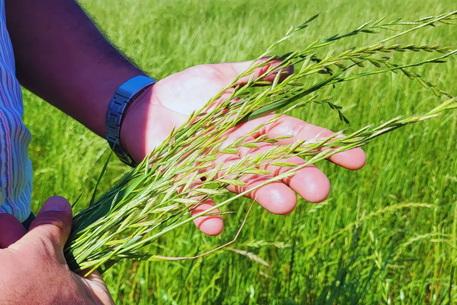 Raigrás Rápido INTA, un cultivo estratégico para el pastoreo  