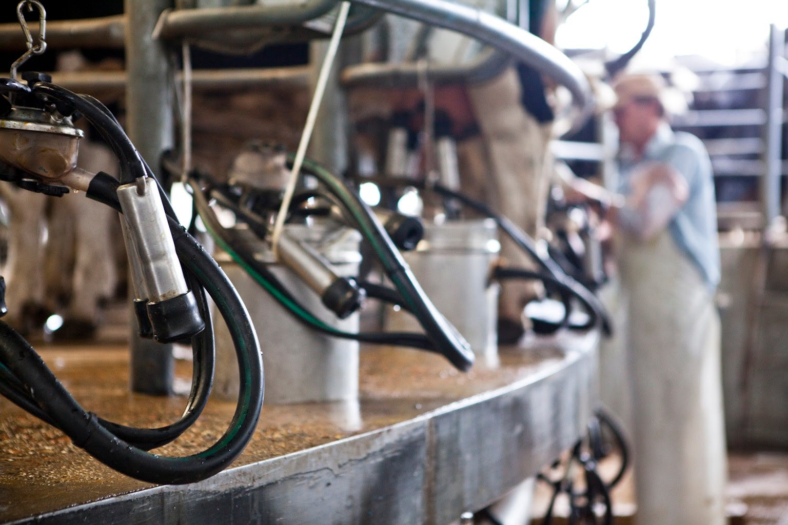 BICE asignó $12.000 millones en Créditos en Litros de Leche a más de 90 productores tamberos