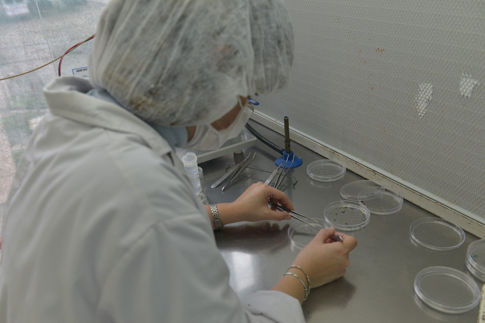 Argentina aprobó una levadura para mejorar la producción de bioetanol y una vacuna para fortalecer la sanidad animal