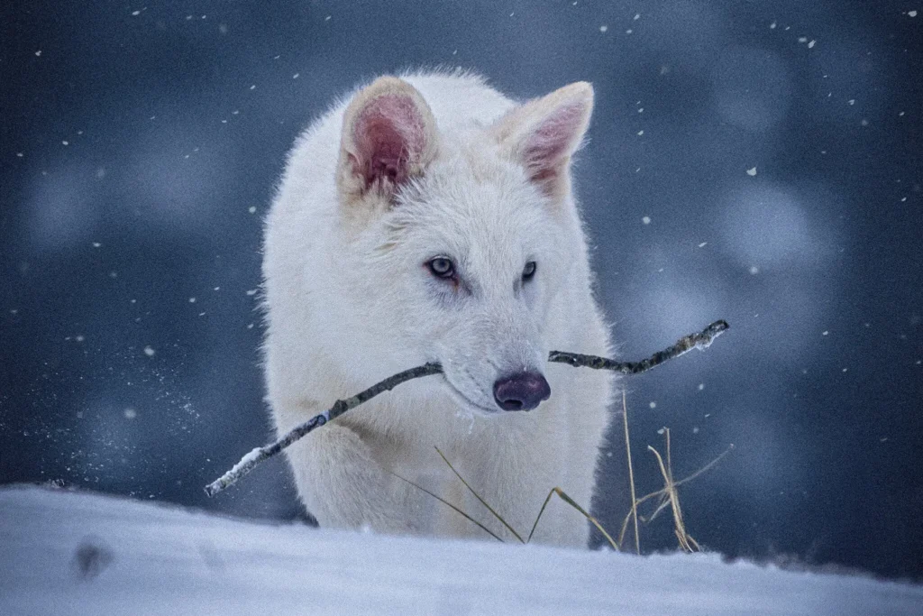 Un cachorro de lobo de 6 meses es uno de los tres que portan genes de lobo gigante, incluidos genes de pelaje blanco y cuerpo grande. Los tres animales, criados por científicos de Colossal Biosciences, viven en cautiverio en el norte de Estados Unidos.