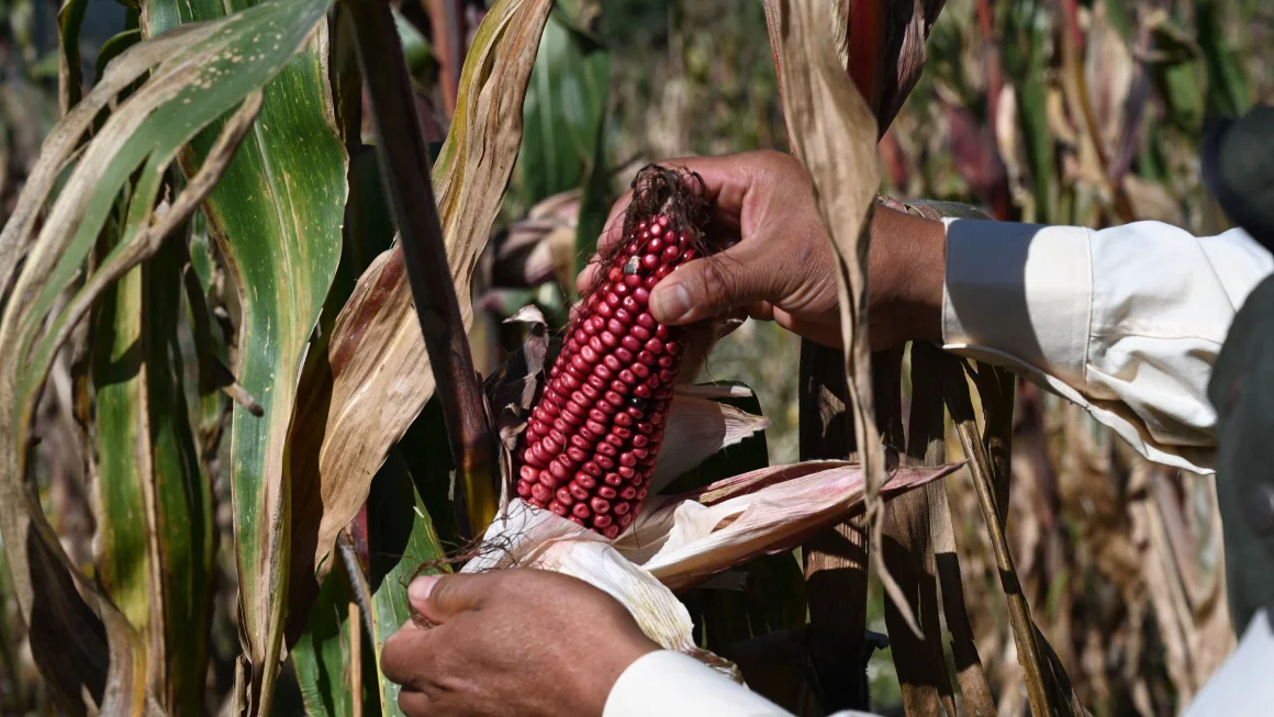 La milpa maya, un sistema milenario de producción de alimentos, es hoy ejemplo a nivel mundial