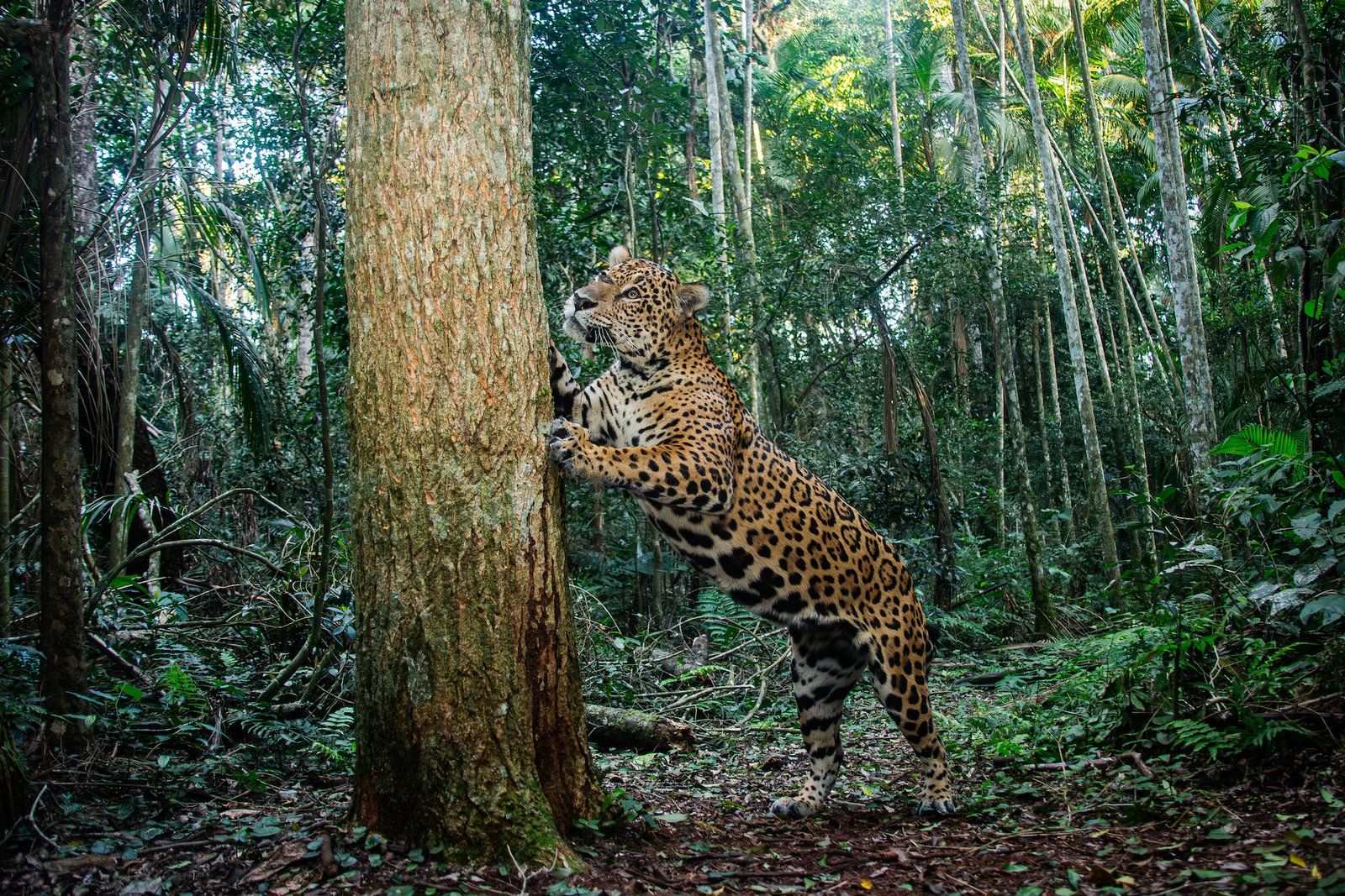 Presentaron el primer Seguro de protección de Yaguareté del mundo