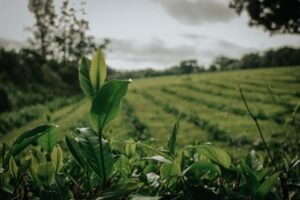 Bonos de carbono: el té argentino se prepara para un mercado que ya exige medir la huella ambiental