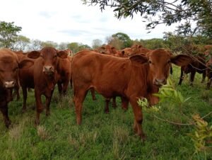El ciclo ganadero gira hacia la recría: Argentina ante la zafra de terneros más lenta de la década