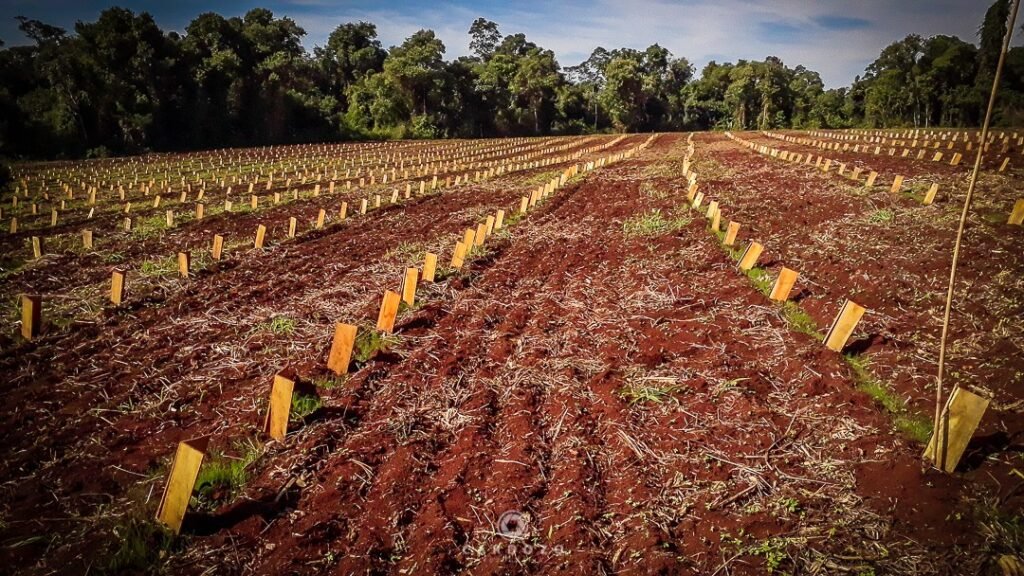 Foto Damián Cardozo.