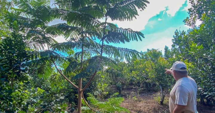 Cañafistola plantada en 2022 en sistema agroforestal_Imagen de 2025_Foto Emiliano Salvador