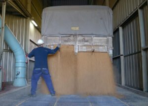 Trigo y soja alcanzan máximos de dos años, la tensión geopolítica impulsa los precios