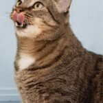 Primavera con gatos: qué cambia con los días más cálidos y cómo acompañarlos