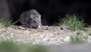 Hantavirus: el total de casos en Argentina asciende a 102