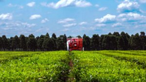 El té sintió el peso del clima y la competencia global: la zafra cayó 16% y las exportaciones retrocedieron 11%