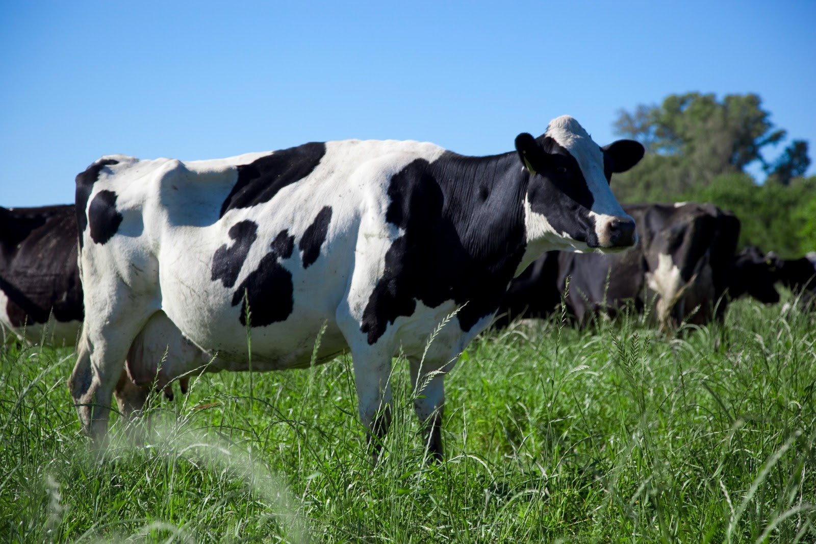 ¿Qué puede aprender la lechería argentina de Canadá? La mirada de una especialista de Cargill