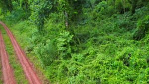 Vida Silvestre Argentina lanza un curso gratuito sobre biodiversidad y educación en la naturaleza