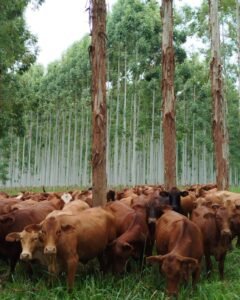 Sistemas agroforestales en Misiones: producción, ambiente y nuevas oportunidades