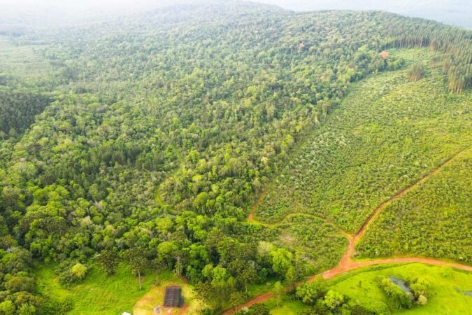 La selva como activo: la empresa que consiguió US$7 millones para restaurar bosques en Misiones
