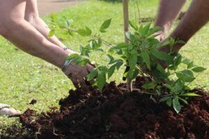 Día del árbol: soluciones basadas en la naturaleza para enfriar las ciudades y potenciar el desarrollo