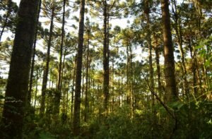 La ciencia forestal
