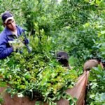 La situación yerbatera se debatirá en el Congreso