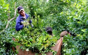 Adorni defendió la desregulación yerbatera y descartó auxilio nacional para pequeños productores