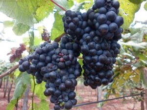 Entre parrales y memoria: el vino italiano que resiste en Campo Ramón