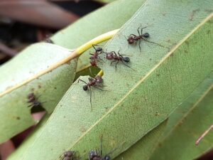 Cómo impactan las hormigas en la rentabilidad forestal
