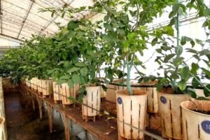 El banco yemero del INTA Montecarlo fortalece la producción de cítricos sanos y de calidad en Misiones