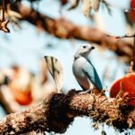 Misiones lideró el Gran Día de Observación de Aves a nivel nacional