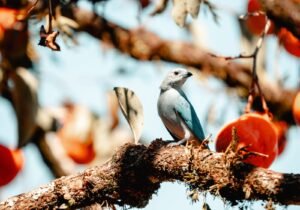 Misiones lideró el Gran Día de Observación de Aves a nivel nacional