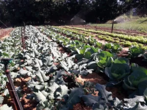 Repollo, coliflor y brócoli: cultivos que fortalecen la horticultura de invierno en Misiones