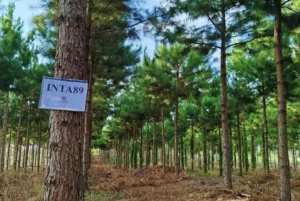 El INTA maximiza la productividad de pinos en Misiones
