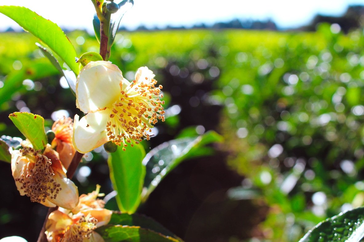 La CoProTé inició la discusión del precio del brote de té para la nueva cosecha
