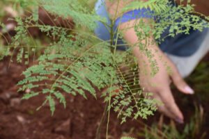 “Plantemos Futuro”: más de 1.000 plantines para fortalecer el arbolado urbano de Oberá